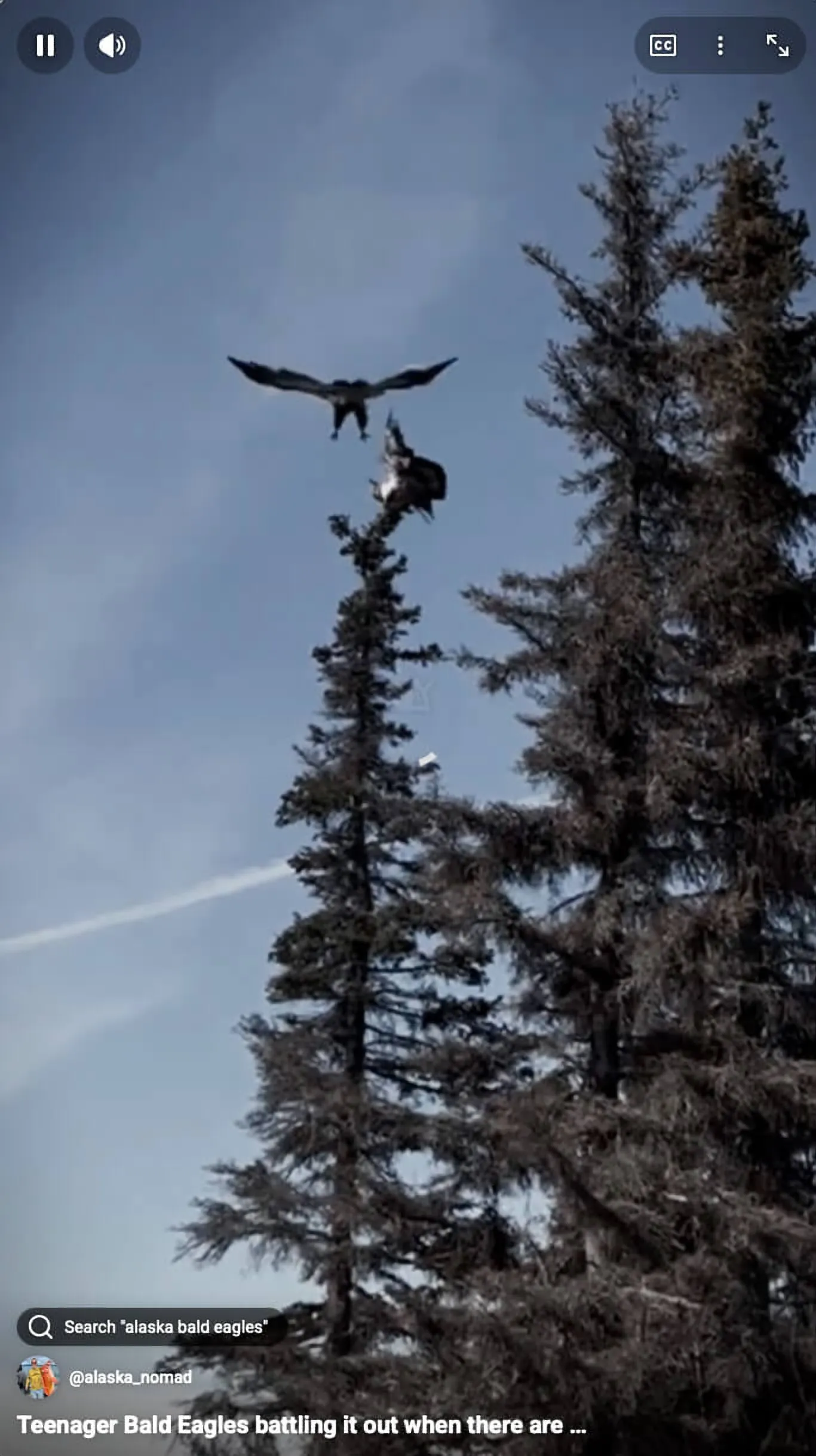 Teenager Bald Eagles battling it out when there are 1000 trees to choose from