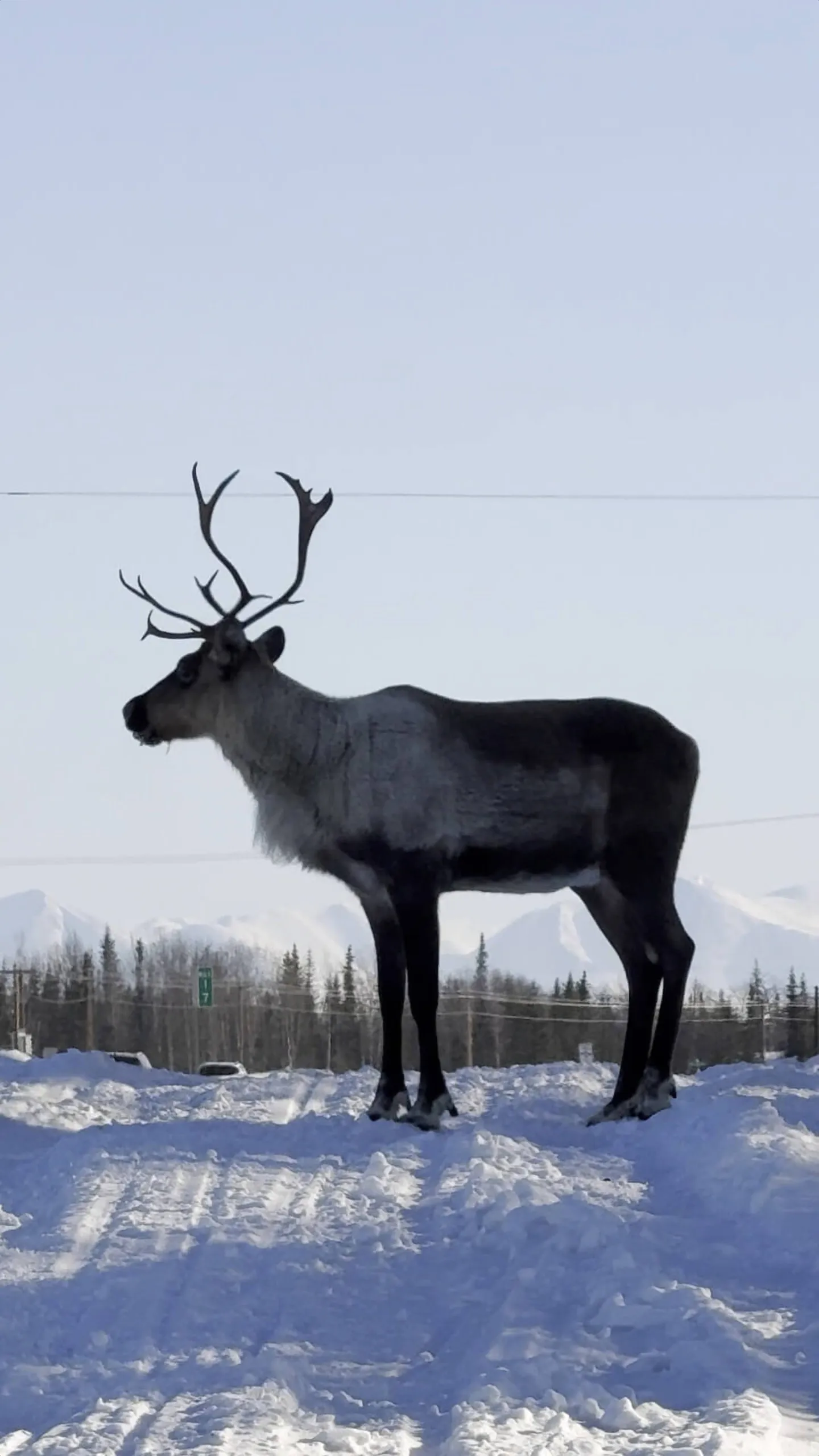 Caribou Crossing: Soldotna traffic update