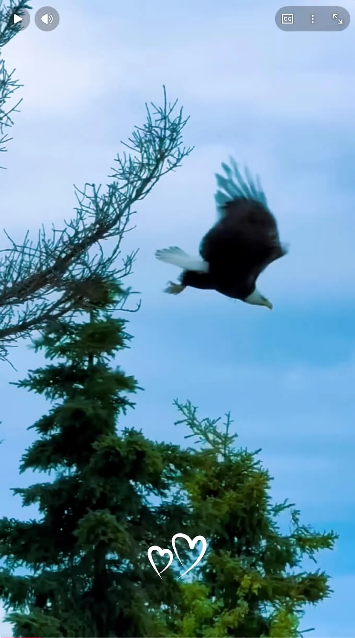 Tear me to pieces, skin and bones hits different when it’s a soaring bald eagle.