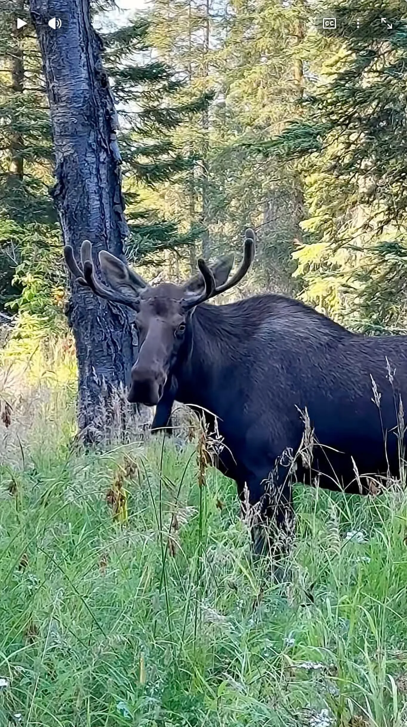 Nature Therapy: Humpbacks Whale, Bull Moose, Bald Eagles, and Oystercatchers