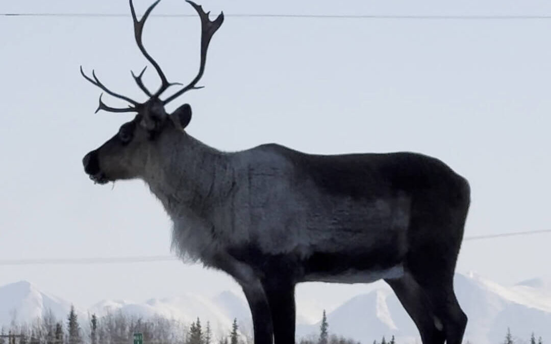 Caribou Crossing: Soldotna traffic update