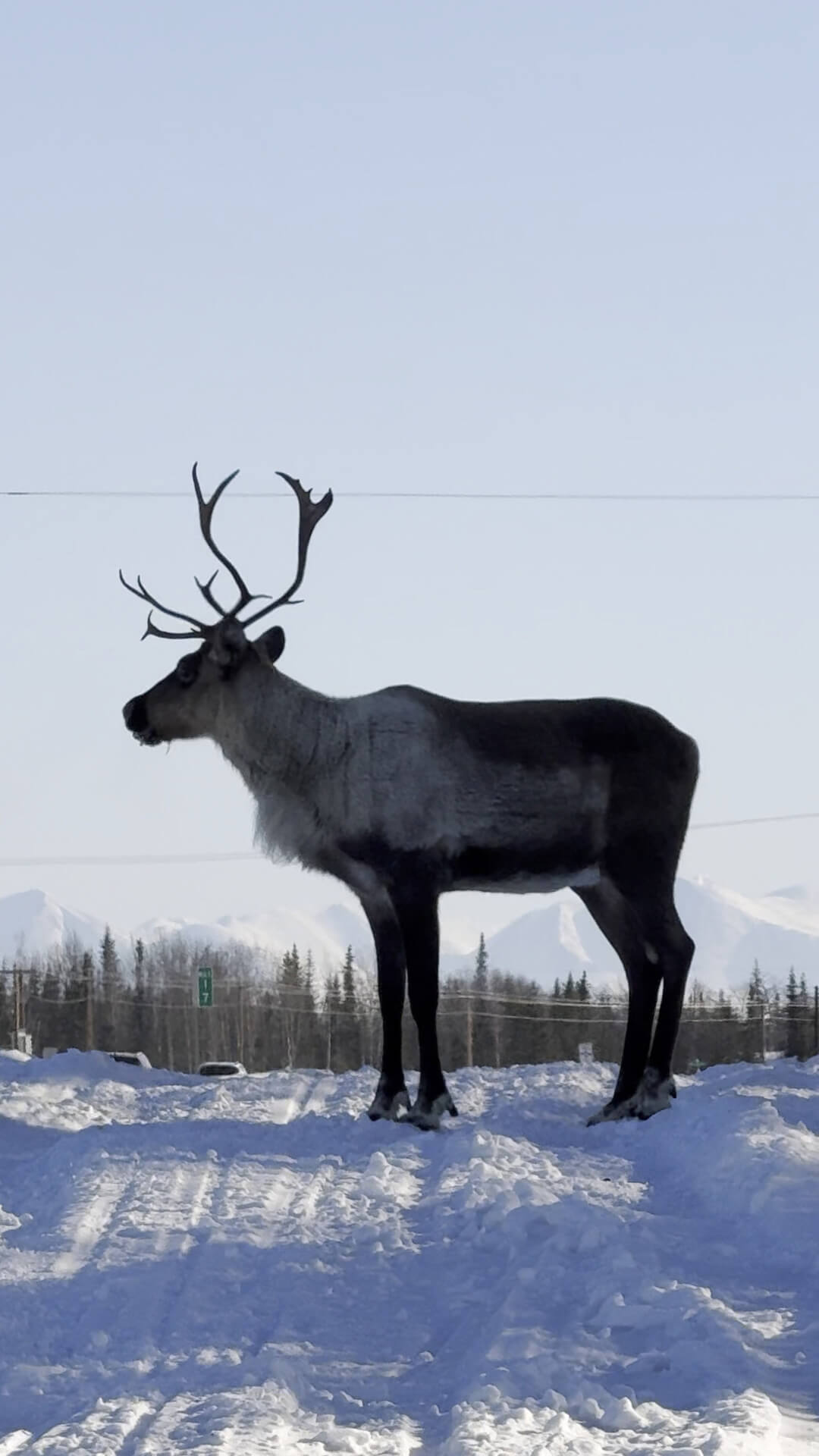 Caribou Crossing: Soldotna traffic update