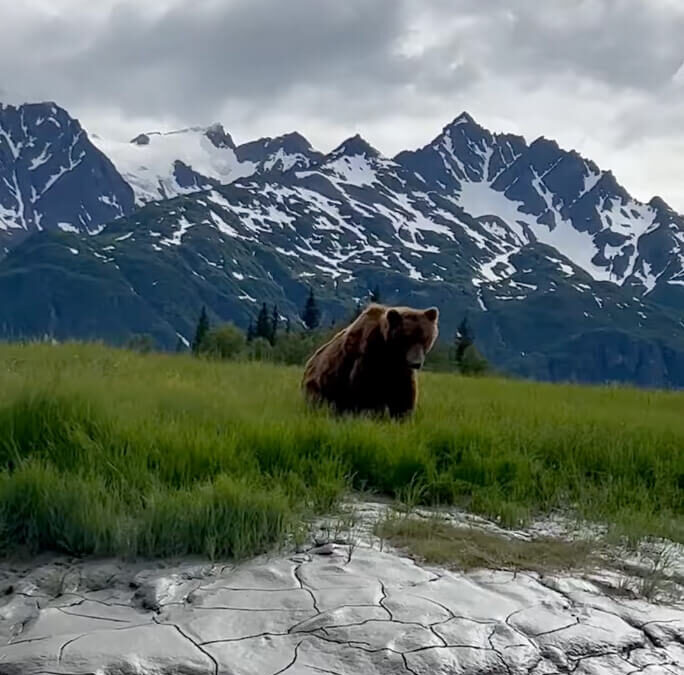 Brown Bear | Tuxedni Bay, Lake Clark National Park, Cook Inlet, Alaska