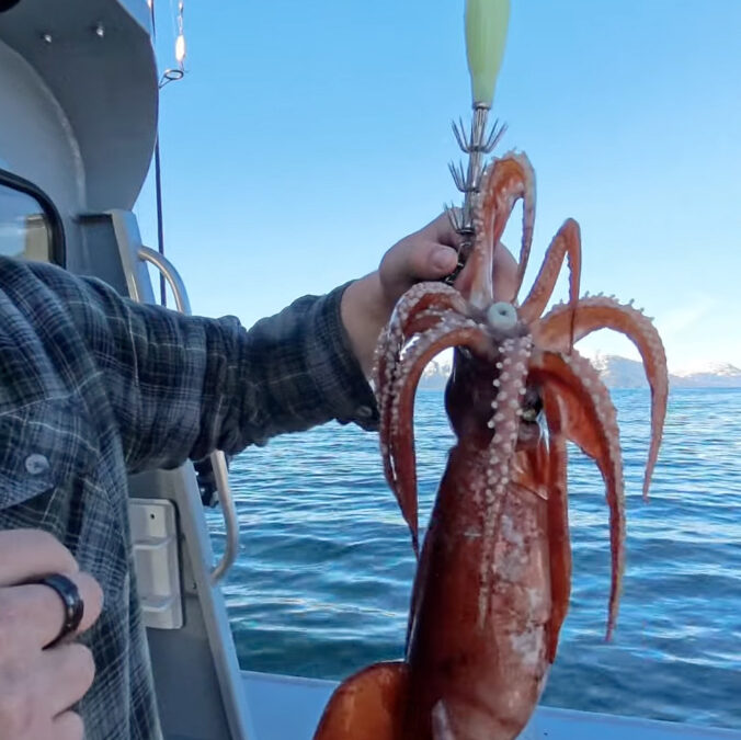 Catching His First Big Squid in Prince William Sound!