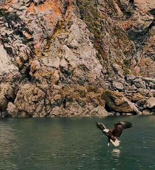 Bald Eagle Fish Grab in Sadie Cove, Kachemak Bay, Alaska