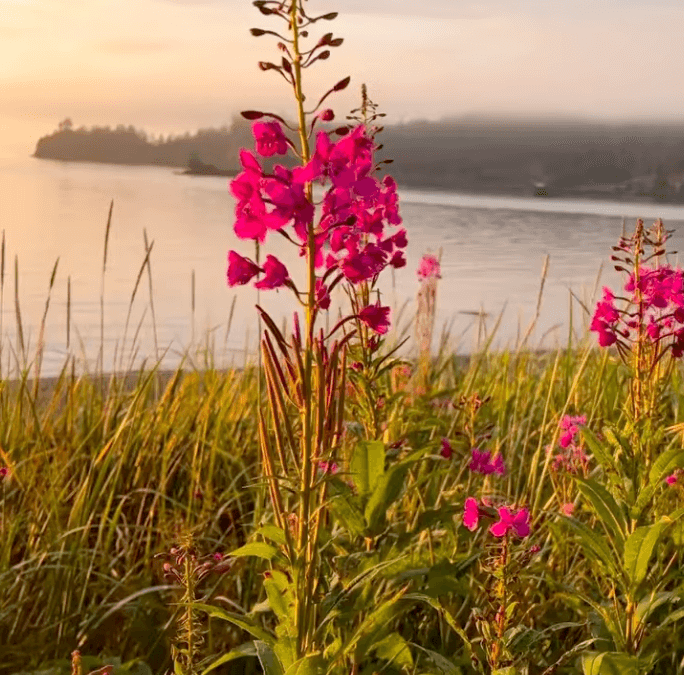 Fireweed on Beaches | Longing for Summer on Hesketh Island, Alaska