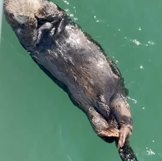 Otter Relaxation in Homer Harbor (spa day & self facials for this otter)