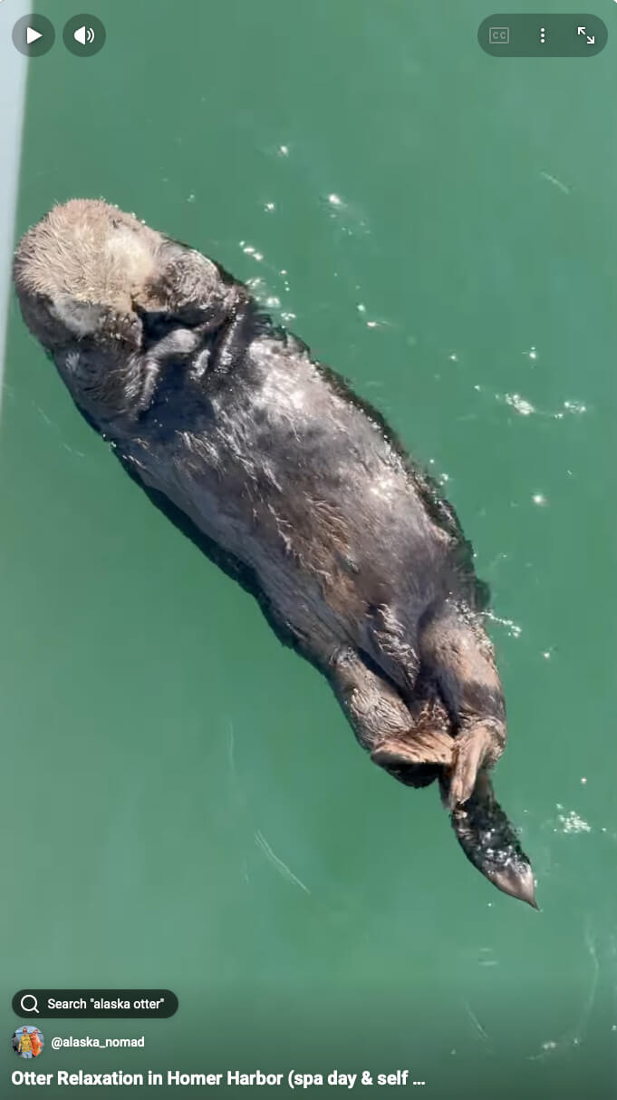 Otter Relaxation in Homer Harbor (spa day & self facials for this otter)