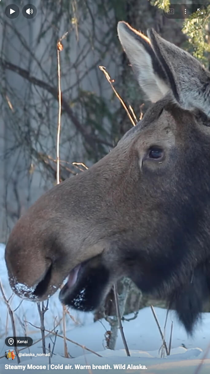 Steamy Moose | Cold air. Warm breath. Wild Alaska.