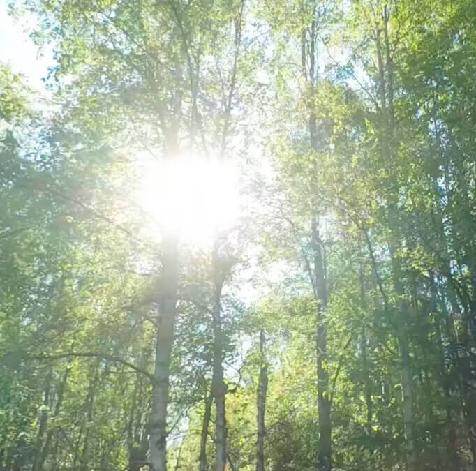 Summer arrives in the neighborhood! The birch trees have their full leaves and the sun is shining.