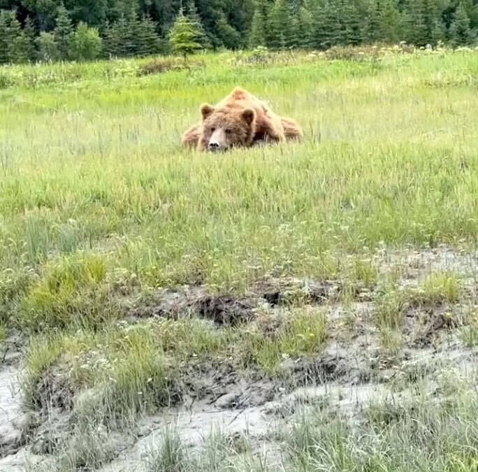 Tuxedni Bay Brown Bears, Lake Clark National Park, Alaska