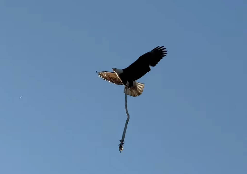 Bald Eagle drops heavy driftwood, almost hits me!