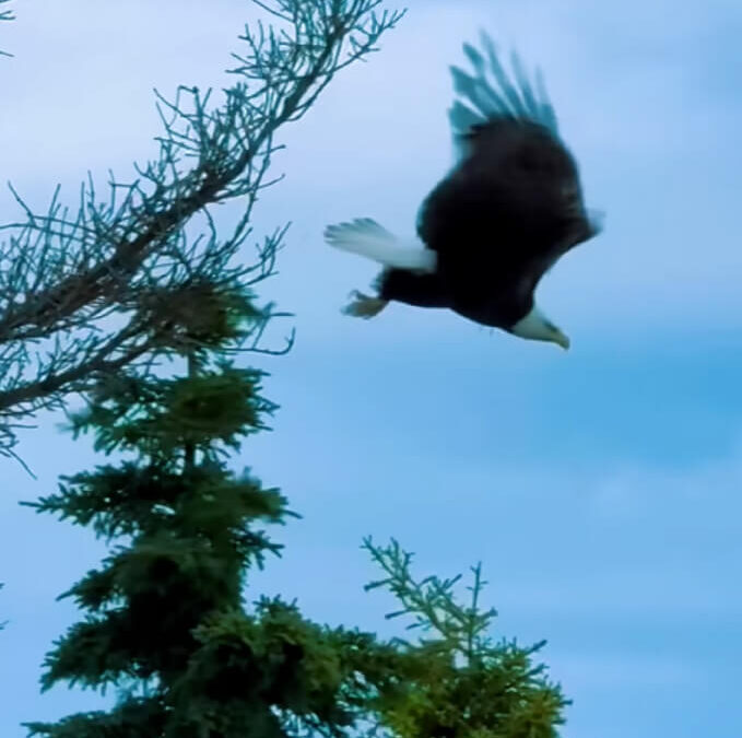 Tear me to pieces, skin and bones hits different when it’s a soaring bald eagle.