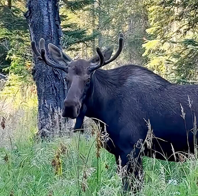 Nature Therapy: Humpbacks Whale, Bull Moose, Bald Eagles, and Oystercatchers