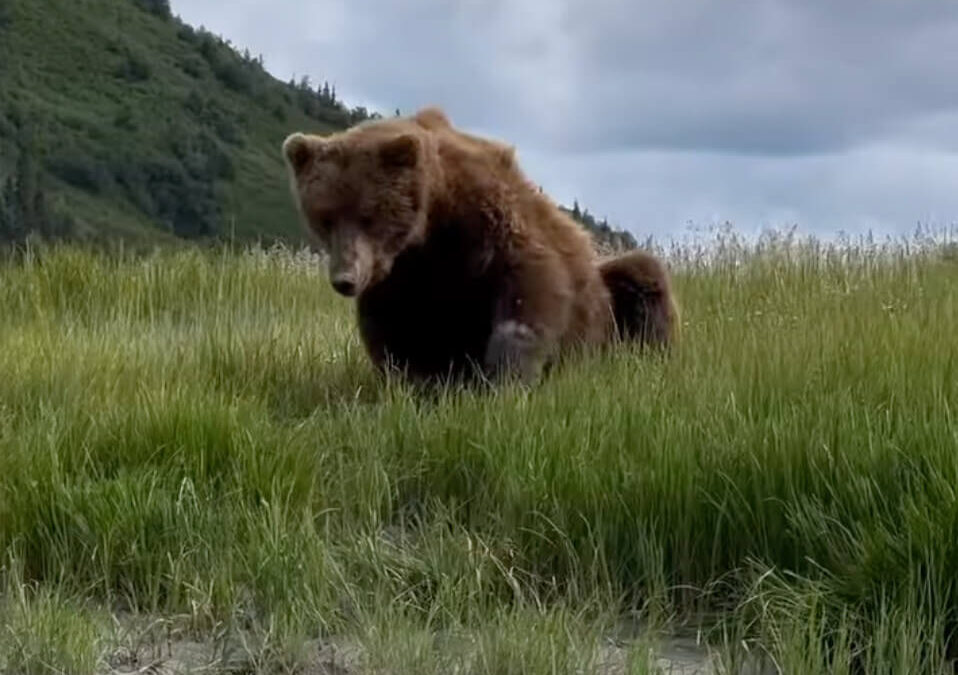When to apply bear spray: Before Hike, When Seen, Other?